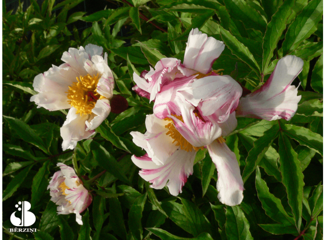 Paeonia lactiflora   'Twitterpated'